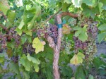Grapevines