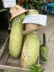 Bottle Gourds from Capabilities Farm Dennis