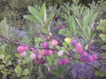 Beach Plums in Summer Cape Cod