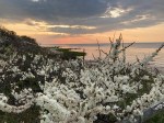 Brewster Cape Cod Beach Plum in Spring Bloom